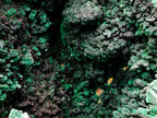 Natural XL Fibrous Silky Malachite Geode Specimen x 1 From Kasompe, Congo