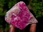 Natural Hot Pink and Frosty Spherocobaltite Specimen x 1 From Mashamba West Mine, Congo