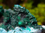Natural Unique Drusy Coated Chrysocolla with Malachite Stalactites x 1 from  Lupoto Mine, Congo