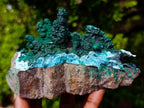 Natural Unique Drusy Coated Chrysocolla with Malachite Stalactites x 1 from  Lupoto Mine, Congo