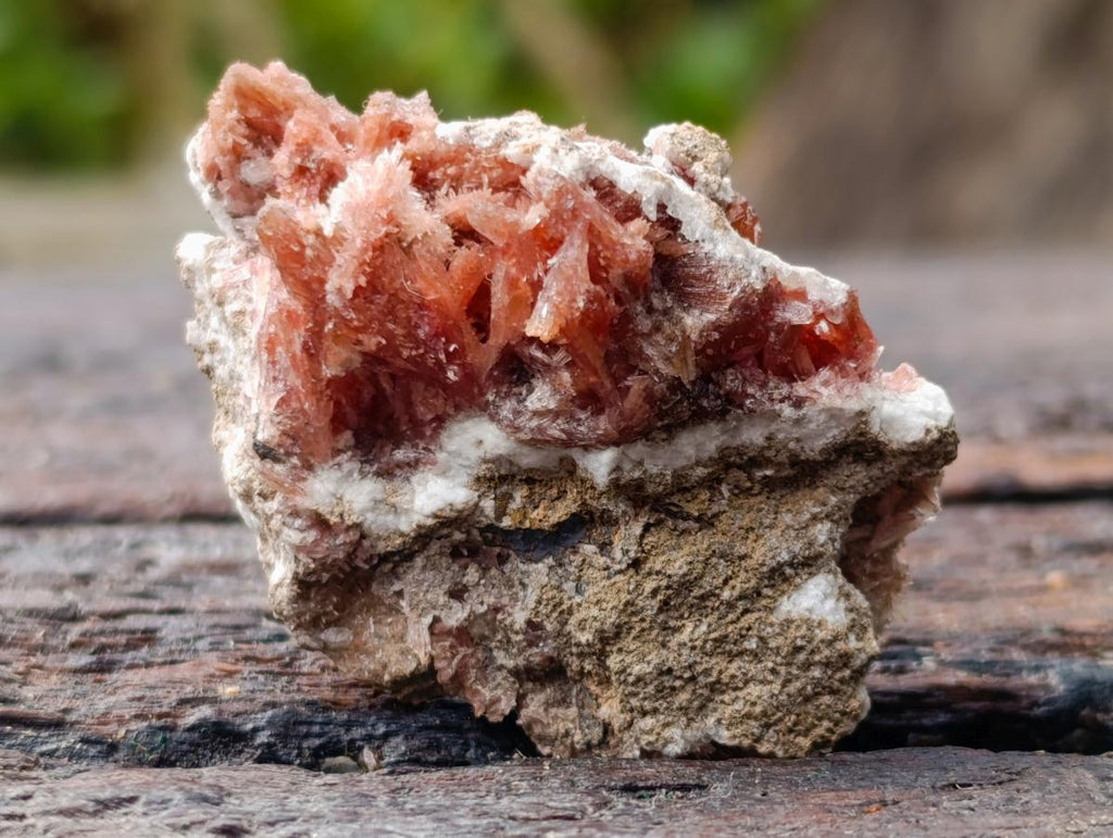 Natural Super Rare Orange Red Inesite Crystalline Specimen x 1 From Wessels Mine, South Africa
