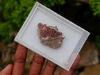 Natural Super Rare Orange Red Inesite Crystalline Specimen x 1 From Wessels Mine, South Africa