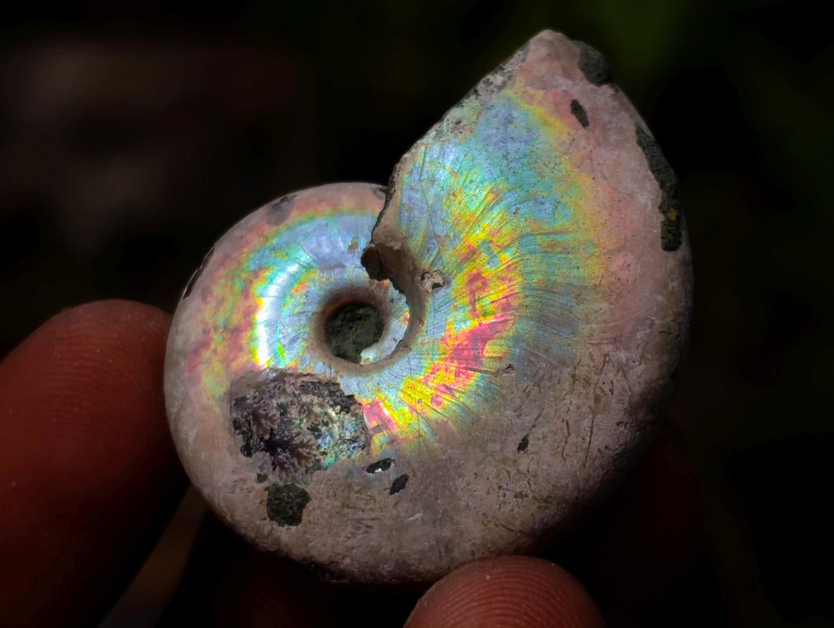 Natural Mixed Set of 20 African Mineral Crystal and Fossil Specimens in a Wooden Display Box x 1 From Southern Africa