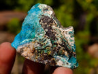 Natural Mixed Set of 20 African Mineral Crystal and Fossil Specimens in a Wooden Display Box x 1 From Southern Africa