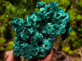 Natural Superb Silky Malachite Specimen x 1 From Kasompe, Congo