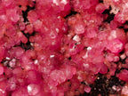 Natural Gemmy Hot Pink Botryoidal Spherocobaltite Classic Cabinet Specimen x 1 From Mashamba West Mine, Congo
