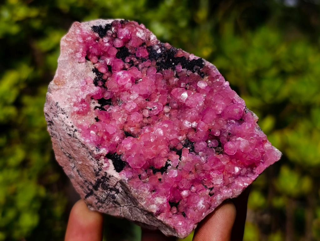 Natural Gemmy Hot Pink Botryoidal Spherocobaltite Classic Cabinet Specimen x 1 From Mashamba West Mine, Congo