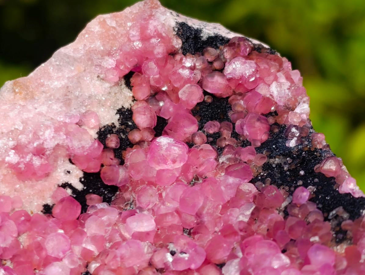 Natural Gemmy Hot Pink Botryoidal Spherocobaltite Classic Cabinet Specimen x 1 From Mashamba West Mine, Congo
