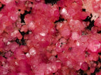 Natural Gemmy Hot Pink Botryoidal Spherocobaltite Classic Cabinet Specimen x 1 From Mashamba West Mine, Congo