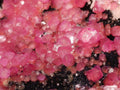 Natural Gemmy Hot Pink Botryoidal Spherocobaltite Classic Cabinet Specimen x 1 From Mashamba West Mine, Congo