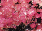 Natural Gemmy Hot Pink Botryoidal Spherocobaltite Classic Cabinet Specimen x 1 From Mashamba West Mine, Congo