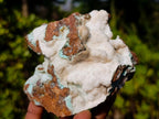 Natural Botryoidal Hemimorphite with Chrysocolla and Shattuckite Specimen x 1 From Tenke Fungurume, Congo