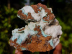 Natural Botryoidal Hemimorphite with Chrysocolla and Shattuckite Specimen x 1 From Tenke Fungurume, Congo