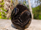 Polished and Natural Small Septerye Sauvage Dragons Egg x 1 From Mahajanga, Madagascar