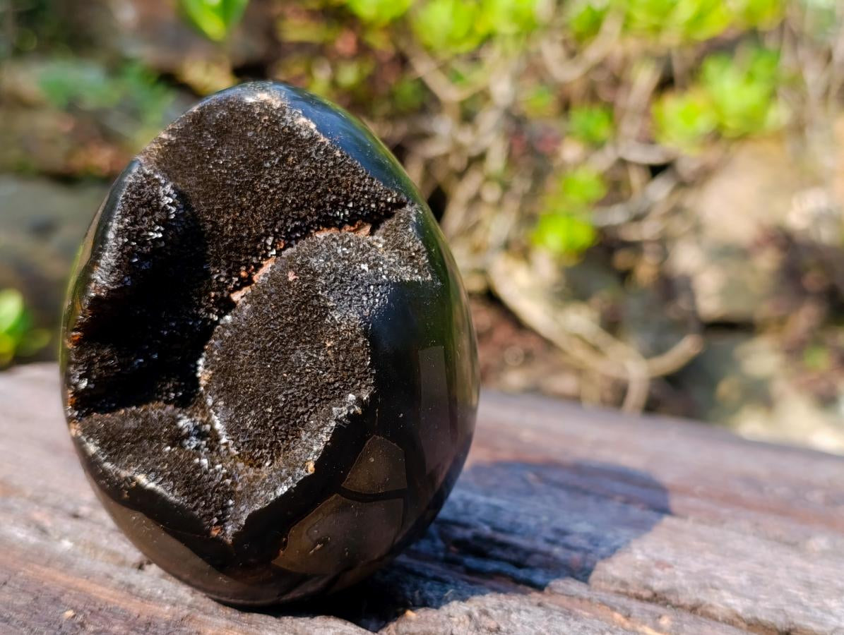 Polished and Natural Small Septerye Sauvage Dragons Egg x 1 From Mahajanga, Madagascar