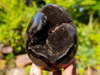 Polished and Natural Small Septerye Sauvage Dragons Egg x 1 From Mahajanga, Madagascar