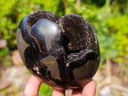 Polished and Natural Small Septerye Sauvage Dragons Egg x 1 From Mahajanga, Madagascar