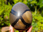 Polished and Natural Small Septerye Sauvage Dragons Egg x 1 From Mahajanga, Madagascar