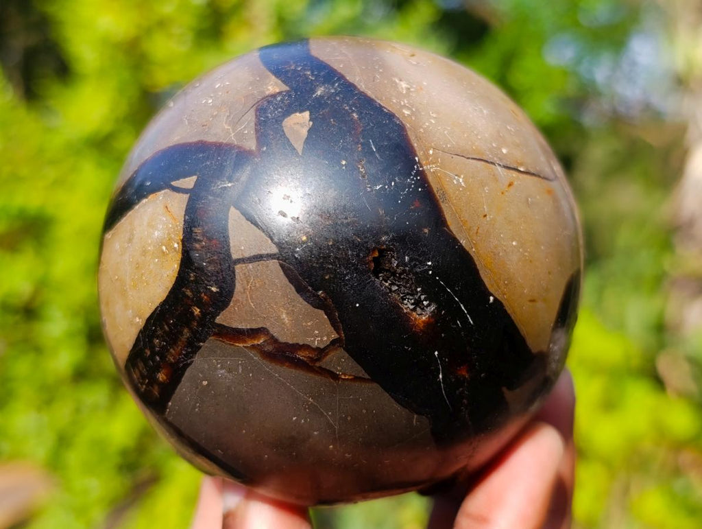 Polished and Natural Small Septerye Sauvage Dragons Egg x 1 From Mahajanga, Madagascar