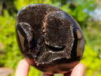 Polished and Natural Small Septerye Sauvage Dragons Egg x 1 From Mahajanga, Madagascar