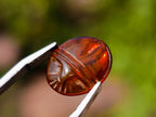 Carved Set of 3 Sacred Scarab Beetle Cabochons in Fossil Baltic Amber x 1 From Poland
