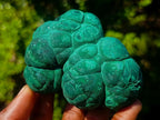 Natural Botryoidal “Kidney” Stalagmitic Crystalline Malachite Specimen x 1 From Kolwezi, Congo