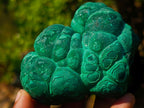 Natural Botryoidal “Kidney” Stalagmitic Crystalline Malachite Specimen x 1 From Kolwezi, Congo
