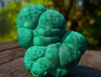 Natural Botryoidal “Kidney” Stalagmitic Crystalline Malachite Specimen x 1 From Kolwezi, Congo
