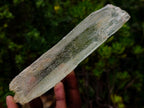 Natural 18.6 cm Yellow Triphane Yellow Spodumene Full Tabular Crystal x 1 From Kunar, Afghanistan