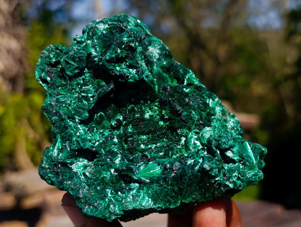 Natural Rosette and Fan Silky Malachite Specimen x 1 From Kasompe, Congo