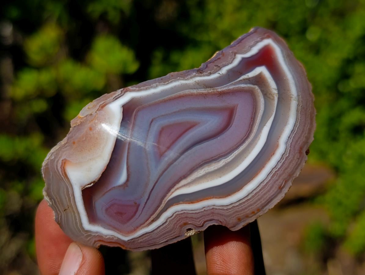 Polished One Side Shashe River "Eye" Agate x 1 From Shashe River, Zimbabwe