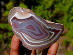 Polished One Side Shashe River "Eye" Agate x 1 From Shashe River, Zimbabwe