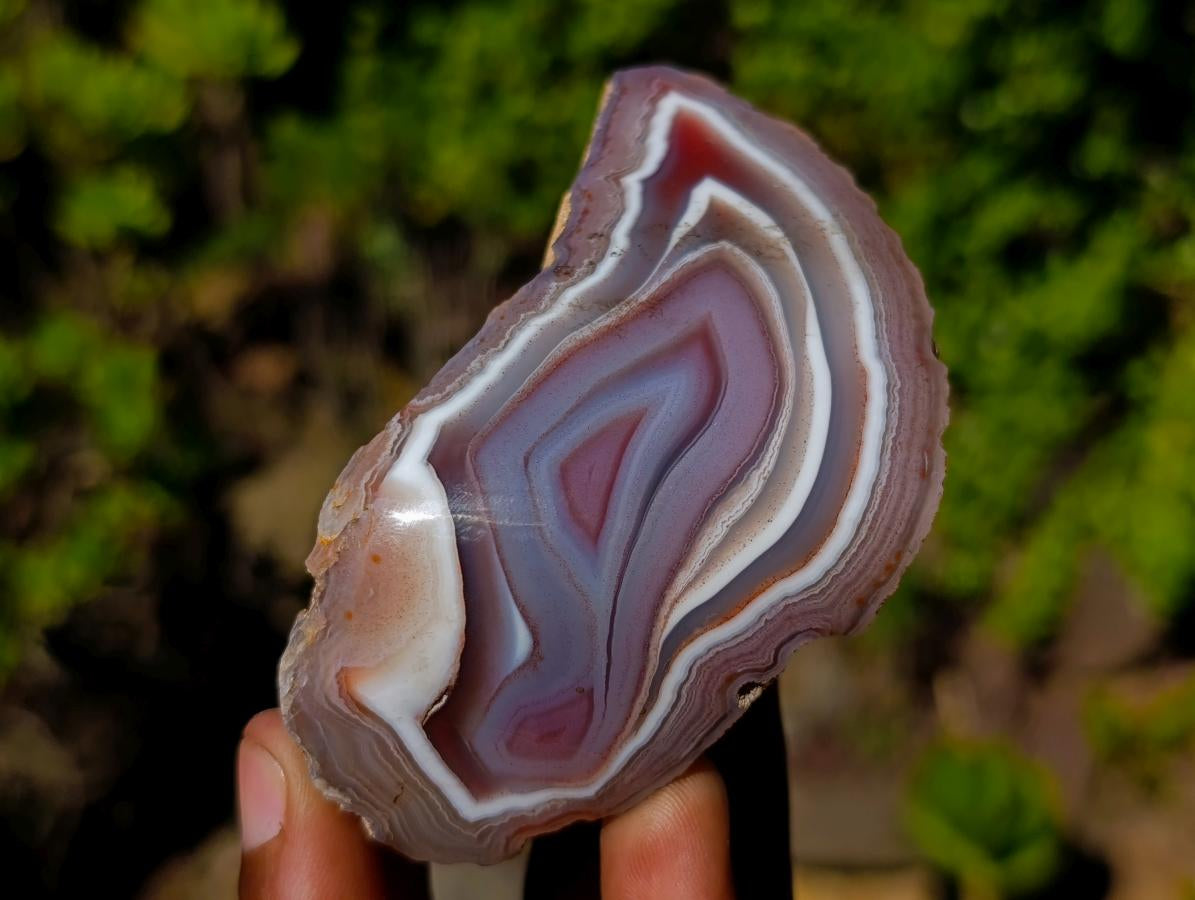 Polished One Side Shashe River "Eye" Agate x 1 From Shashe River, Zimbabwe