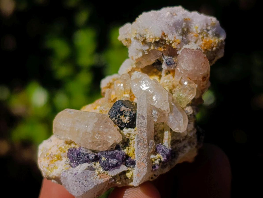 Natural Mixed Set of 12 African Minerals and a Fossil in a Wooden Display Box x 1 From Southern Africa