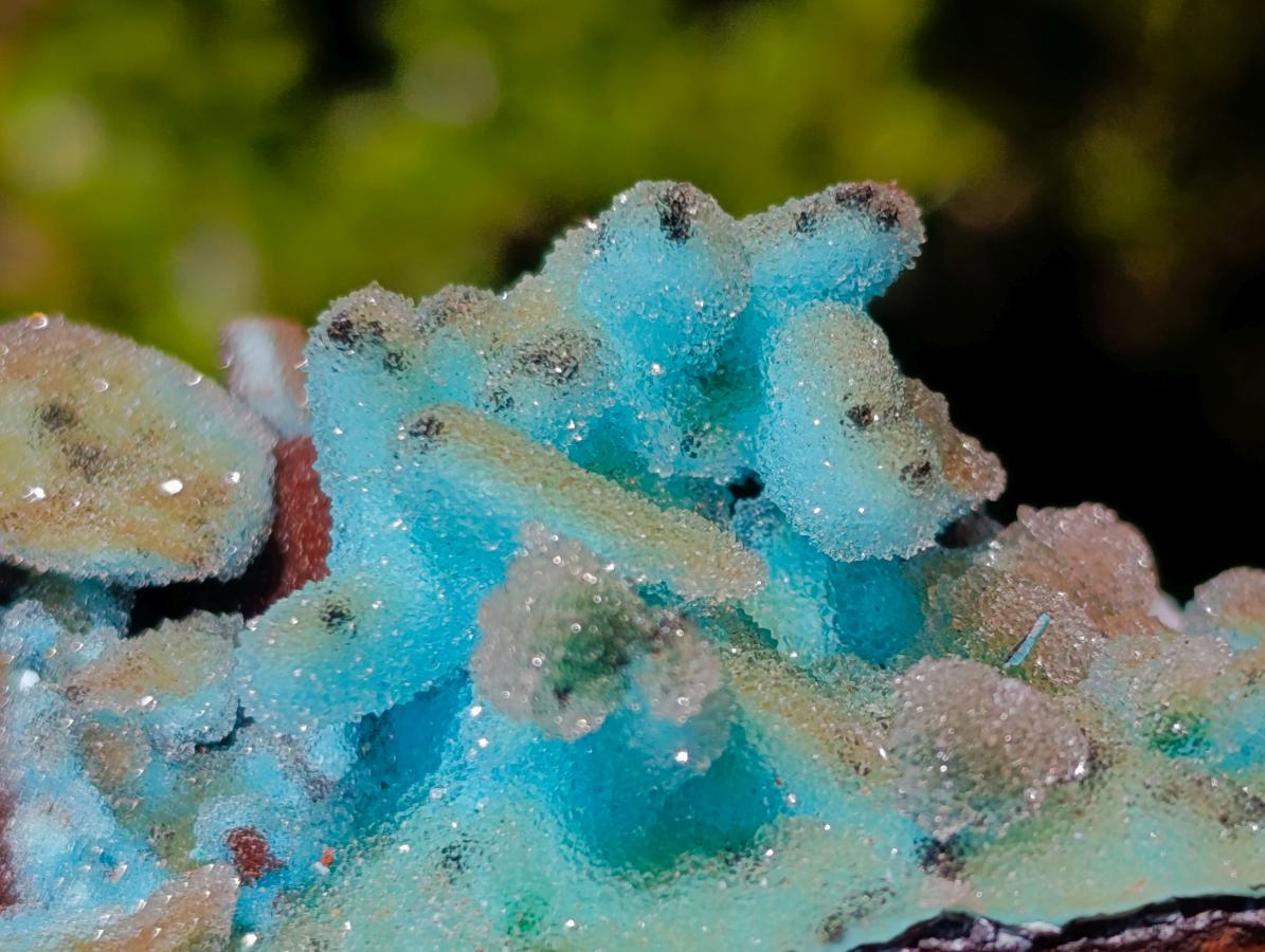 Natural Stalagmitic Drusy Coated Chrysocolla Pseudomorph Specimen x 1 from  Lupoto Mine, Congo