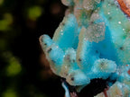 Natural Stalagmitic Drusy Coated Chrysocolla Pseudomorph Specimen x 1 from  Lupoto Mine, Congo