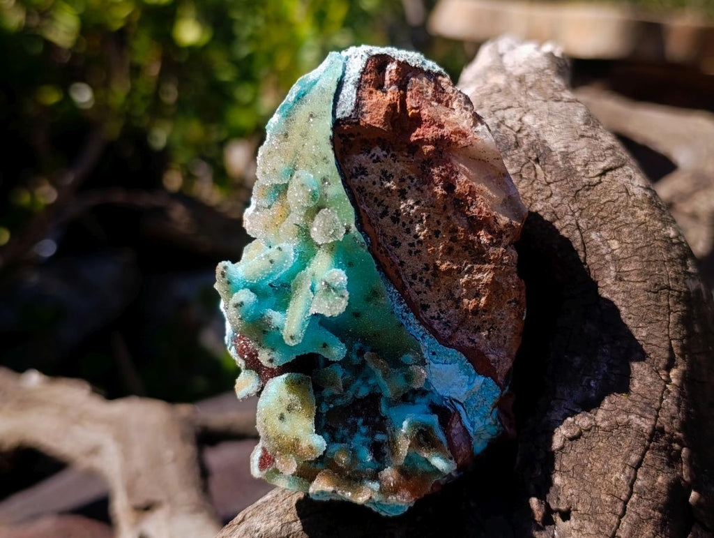Natural Stalagmitic Drusy Coated Chrysocolla Pseudomorph Specimen x 1 from  Lupoto Mine, Congo