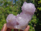 Natural Gorgeous Cactus Flower Sunburst Spirit Amethyst Crystal Cluster x 1 From Boekenhouthoek, South Africa