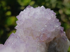 Natural Gorgeous Cactus Flower Sunburst Spirit Amethyst Crystal Cluster x 1 From Boekenhouthoek, South Africa
