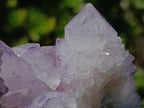 Natural Gorgeous Cactus Flower Sunburst Spirit Amethyst Crystal Cluster x 1 From Boekenhouthoek, South Africa