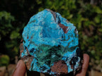 Natural Drusy Coated Chrysocolla with Malachite on a Ferro Dolomite Matrix x 1 From Lupoto Mine, Congo