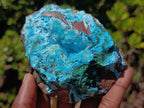 Natural Drusy Coated Chrysocolla with Malachite on a Ferro Dolomite Matrix x 1 From Lupoto Mine, Congo