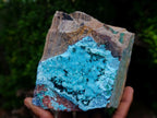 Natural Sparkling Stalagmitic Drusy Coated Chrysocolla with Acicular Malachite x 1 From Lupoto Mine, Congo