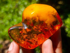 Polished Stunning Fossilised Baltic Amber Specimen x 1 From Poland