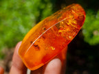 Polished Stunning Fossilised Baltic Amber Specimen x 1 From Poland