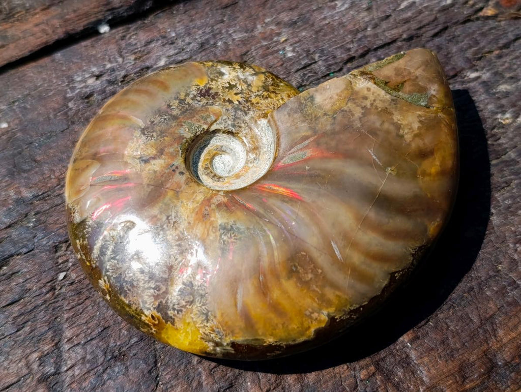 Polished Magnificent Red “Ammolite” Opalized Cleoniceras Ammonite Fossil x 1 From Mahajanga, Madagascar