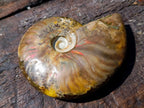 Polished Magnificent Red “Ammolite” Opalized Cleoniceras Ammonite Fossil x 1 From Mahajanga, Madagascar