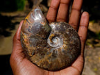 Polished Magnificent Red “Ammolite” Opalized Cleoniceras Ammonite Fossil x 1 From Mahajanga, Madagascar