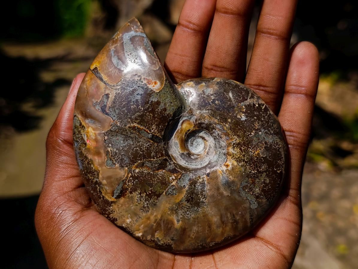 Polished Magnificent Red “Ammolite” Opalized Cleoniceras Ammonite Fossil x 1 From Mahajanga, Madagascar