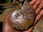 Polished Magnificent Red “Ammolite” Opalized Cleoniceras Ammonite Fossil x 1 From Mahajanga, Madagascar